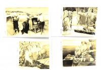 レトロ・絵葉書 二科美術展 39枚