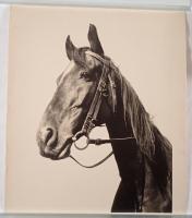 昭和期 女性ポートレート中心 古写真10枚セット｜舞踏・モデル風写真・馬｜大判モノクロ