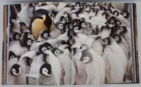 Eye to eye : intimate encounters with the animal world