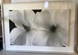 【美術】WHITE FLOWERS　フォトパネル　荒川弘之　美品