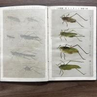 採集必携通俗直翅類図説