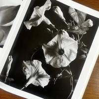Flora Photographica: Masterpieces of Flower Photography from 1835 to the Present
