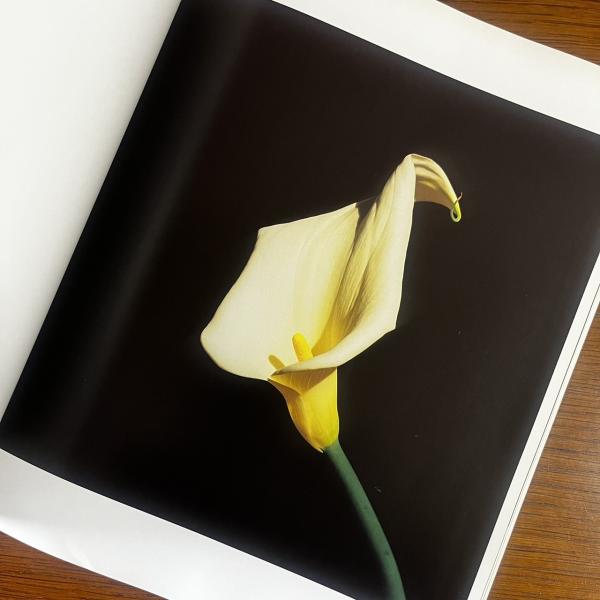 Flowers Mapplethorpe(Robert Mapplethorpeロバート・メイプル