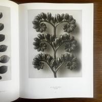 カール・ブロスフェルト写真集　KARL BLOSSFELDT Fotografie