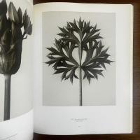 カール・ブロスフェルト写真集　KARL BLOSSFELDT Fotografie