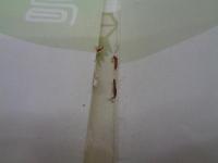 日本郵船パンフ/欧州航路　新造船/新田丸・八幡丸・春日丸/大きさ縦約29cm×横約29cm/