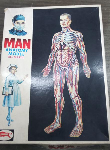 人体模型 プラモデル ブルマァク MAN ANATOMY MODEL 未組立品 パーツ未  