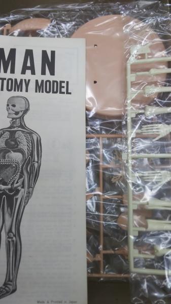 人体模型 プラモデル ブルマァク MAN ANATOMY MODEL 未組立品 人体模型 プラモデル ブルマァク MAN ANATOMY MODEL 未組立品