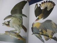 洋書/オーデュボンの鳥 アメリカの鳥類/Audubon's birds of America  the audubon society baby elephant folio