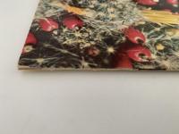 シャボテン　No.32〜No.38　7冊セット