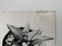 シャボテン　No.42〜No.44　3冊セット