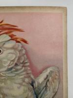 なかよしどうぶつ　ひかりのくに絵本