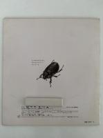 かぶとむしは どこ？　かがくのとも205号