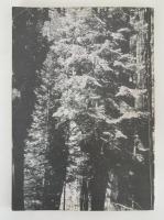 アメリカの森林環境保全の黎明