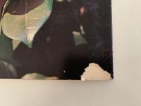 茶と美　第６号　特集：茶花　炉編