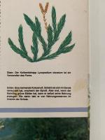 Das Pflanzenreich