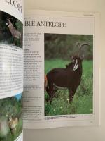 Jonathan Scott`s　ANIMALS