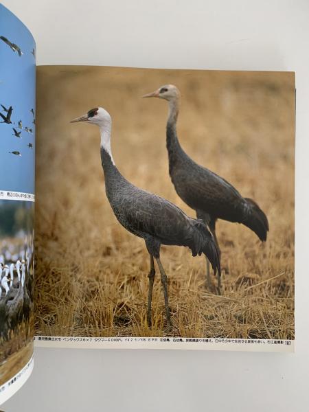 日本の野鳥 山渓カラー名鑑(高野伸二 編) / 古本、中古本、古書籍の