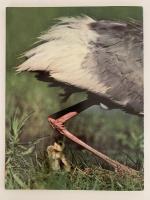 AUDUBON MAY 1974