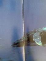 WHALES and DOLPHINS