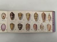 新採集図鑑　海の生物