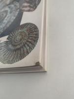 AN ILLUSTRATED GUIDE TO FOSSILS （化石）