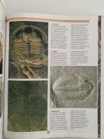 AN ILLUSTRATED GUIDE TO FOSSILS （化石）