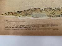 うみをわたったしろうさぎ　こどものとも393号