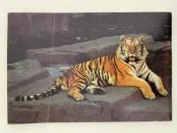Lincoln Park Zoological Gardens　OFFICIAL GUIDE BOOK（リンカーン パーク動物園 公式ガイドブック）
