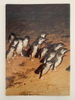 Australia's PENGUIN PARADE　Phillip Island Victoria（オーストラリアのペンギンパレード　ビクトリア州フィリップアイランド）