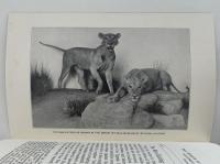 THE MAN-EATING LIONS OF TSAVO（ツァボ の人喰いライオン）      ZOOLOGY LEAFLET 7