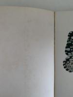 Butterflies（蝶）