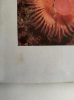 THE ENCYCLOPAEDIA OF UNDERWATER LIFE（水中生活の百科事典）