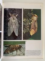 Color Treasury of INSECTS（昆虫）