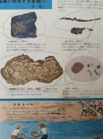 岩石と鉱物の図鑑　学習図鑑シリーズ21