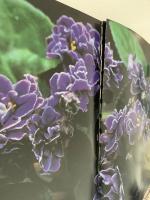 セントポーリア　魅惑の麗花