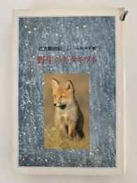 野生のキタキツネ　北方動物記１