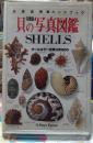 貝の写真図鑑 完璧版  地球自然ハンドブック