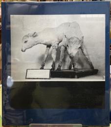 MUSEUM OF CHANCE