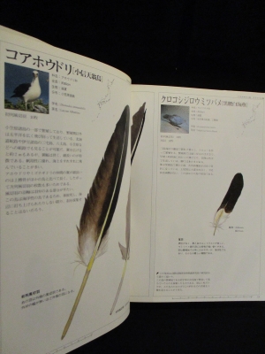 日本の野鳥羽根図鑑 (笹川昭雄) / 古本、中古本、古書籍の通販は