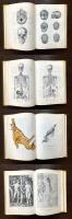 An Atlas of Anatomy for Artists