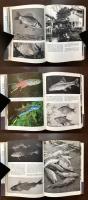 The Pictorial Encyclopedia of Fishes