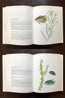 Aquarium fishes and plants