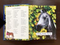 Little Book of Riding & Pony Care