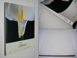 Flowers : メイプルソープの花