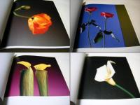 Flowers : メイプルソープの花