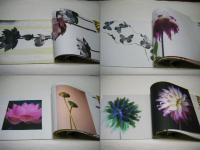 Babette：Original Book Photos and Prints