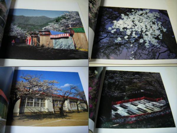 さくら 桜 サクラ 66 東松照明 shomei tomatsu(東松照明) / 古本、中古 