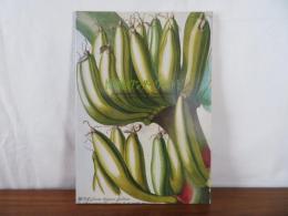 博物画ワンダーワールド　荒俣宏コレクション