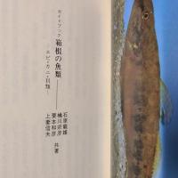 ガイドブック 箱根の魚類 エビ・カニ・魚類　かなしんブックス14（箱根叢書6）